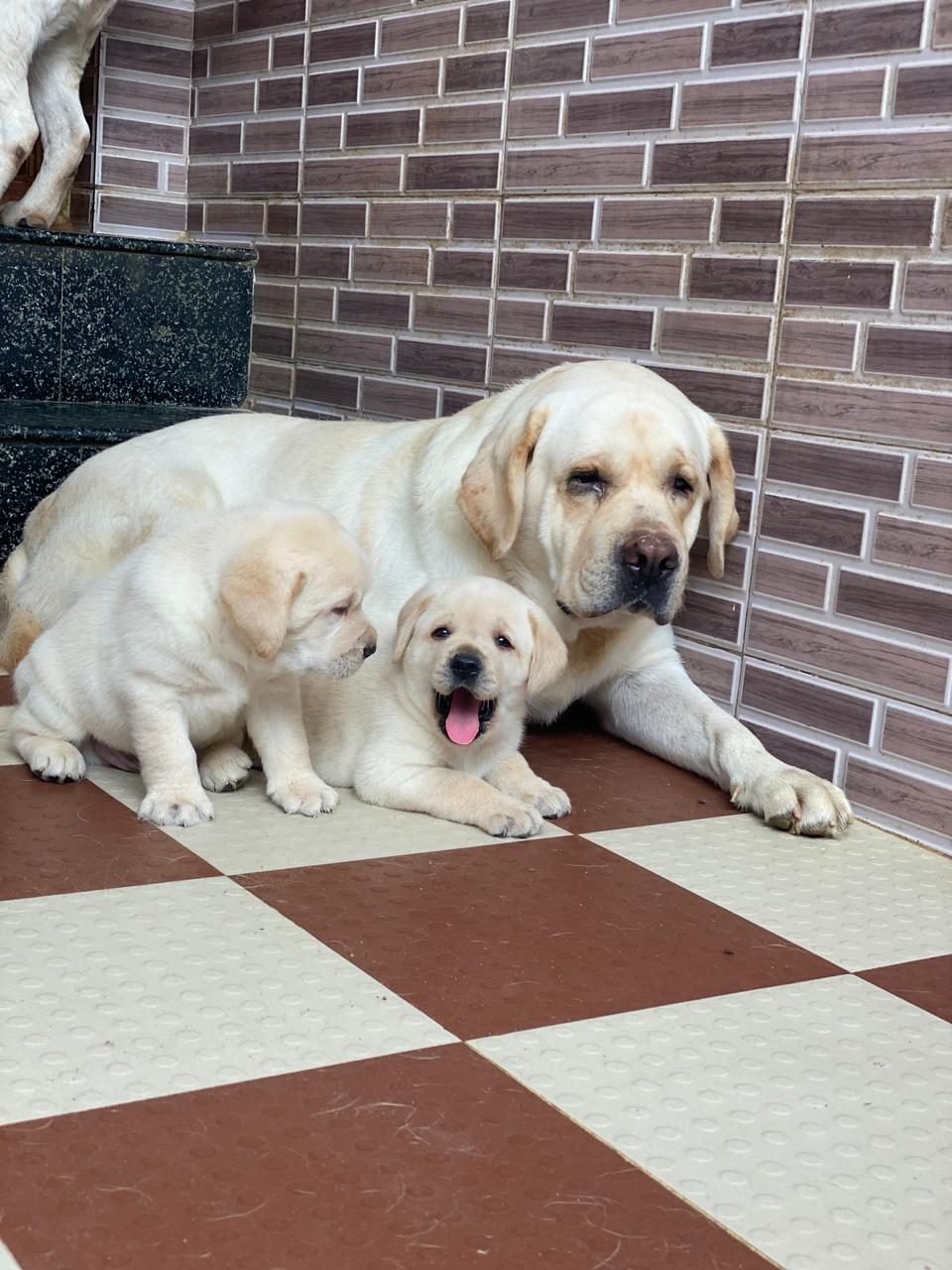 Labrador puppies relaxing on the floor